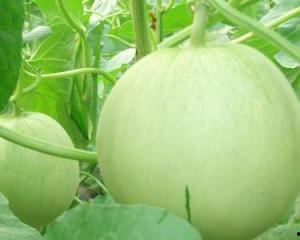 孕妇可以吃黄河瓜么,孕妇适宜食用黄河瓜的益处与注意事项