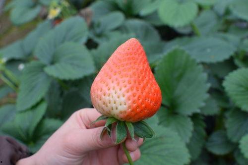 草莓吃瓜前线,揭秘娱乐圈最新热点事件