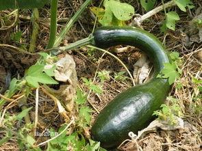 方瓜都咋吃,解锁美味新境界