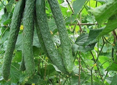 藏村吃瓜,揭秘高原乡村的欢乐时光