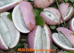 吃八月瓜能吃鸡蛋吗,探寻天然食材的完美搭配