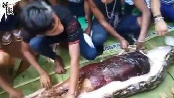 吃瓜解剖视频,一场视觉与知识的盛宴