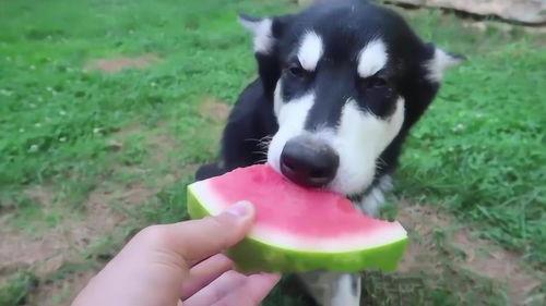 动物也喜欢吃瓜,揭秘动物们的“甜蜜诱惑”