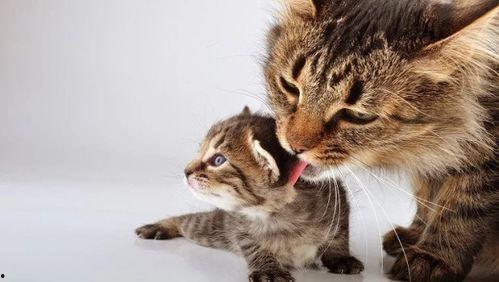 猫妈妈吃瓜,一场萌趣横生的食趣之旅