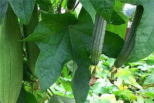 世一水瓜理香吃瓜,瓜界传奇，美味与智慧的完美融合