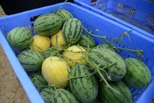 吃黄色瓜的群,群内美食分享盛宴