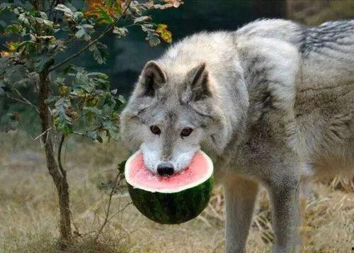 吃瓜大黑狼,揭秘娱乐圈背后的神秘故事